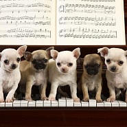 Народная песня - Собачий вальс ноты для фортепиано